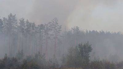 Взрывалось 5 часов: в Киевской области после вражеских обстрелов сгорело 10 га леса