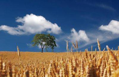 Рынок сельхозземель в Украине возвращается на довоенные показатели — KSE Агроцентр