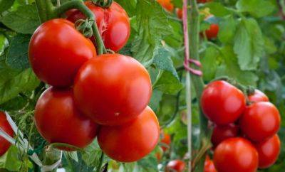 Попробуйте эту подкормку для помидоров: урожай будете собирать целыми ведрами