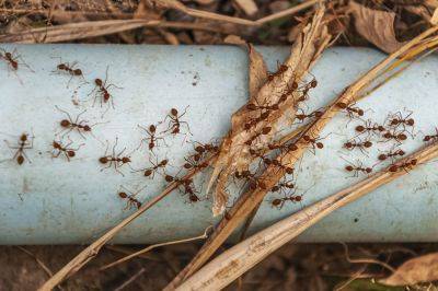 Как навсегда избавиться от муравьев в доме, квартире или на огороде – народные средства