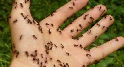 Лион ловит пришельцев: полчища муравьев «колонизируют» европейские города