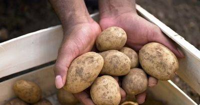 Дорогая картошка: почему взлетели цены на популярный продукт - focus.ua - Украина - Херсонская обл.