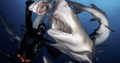Бесстрашный дайвер покормил из рук гигантскую акулу (фото)