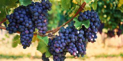 Секретный способ. Подкормите виноград этим доступным удобрением и значительно увеличьте размер и сладость ягод - nv.ua - Украина - Виноград