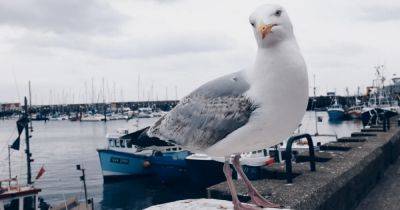 "Эти паразиты хуже крыс": огромные чайки атакуют жителей приморского курорта в Британии (фото)