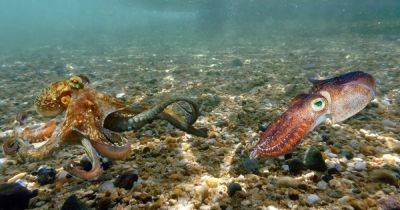 Внимание на глаза и щупальца. Ученые рассказали, чем отличаются кальмары и осьминоги
