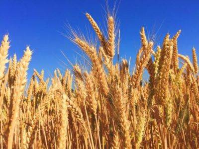Минагрополитики прогнозирует уменьшение урожая зерновых до 46 миллионов тонн