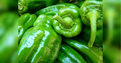 Зеленая аджика: готовится просто, хранится долго, полезна для здоровья и изумительна на вкус