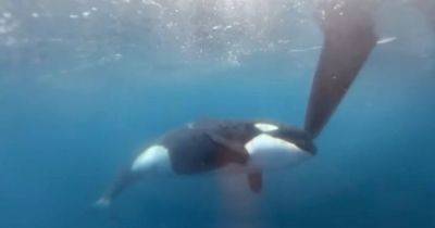 Пытались протаранить: киты-убийцы окружили и атаковали яхту во время гонки (видео)