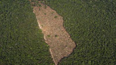 Планета лишилась тропических лесов площадью размером со Швейцарию
