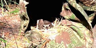 Боец ВСУ обнаружил у себя в униформе гнездо с отложенными яйцами — фото