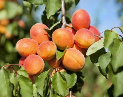 Узбекистан в 2023 году станет вторым крупнейшим экспортером свежего абрикоса в мире – эксперты
