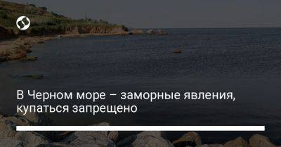 В Черном море – заморные явления, купаться запрещено