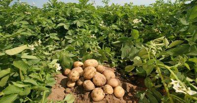 На юге Таджикистана увеличили объём производства картофеля
