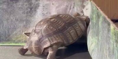 «Не знаем, жива ли». Организация UAnimals подала заявление в полицию на организаторов выставки черепах в Полтаве
