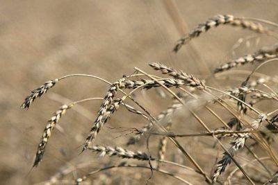 Совэкон заявил, что внутренние цены на пшеницу России выросли до уровня марта