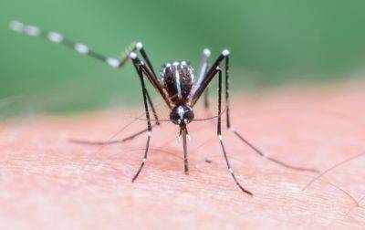 Впервые за 20 лет: в США зафиксировали вспышку малярии