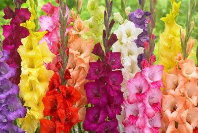 Гладиолусы удивят вас пышным цветением: 4 простых хитрости опытного дачника
