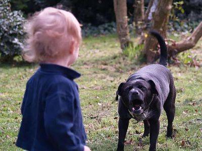 Двух маленьких детей серьезно искусали домашние собаки в Одесской области