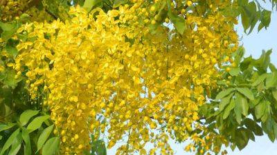 В Израиле расцвело индийское дерево с таиландскими цветками