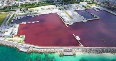 Утечка химикатов: авария на пивном заводе покрасила море в красный цвет (видео)