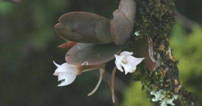 Сохранили и улучшили. Ученые спасли вид орхидей от исчезновения и вывели новый его вариант - focus.ua - Украина - Тайвань - Экология