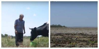 Приходится избавляться от скота: последствия подрыва Каховской ГЭС больно ощутили на Днепропетровщине