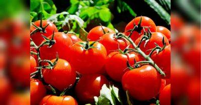 Как ускорить созревание помидоров на грядке: несколько проверенных способов