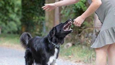 Укусила собака: что делать и как получить компенсацию