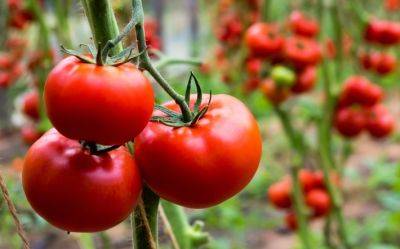 Будете собирать ведрами: чем нужно полить помидоры в июле для мощного урожая. Простое средство