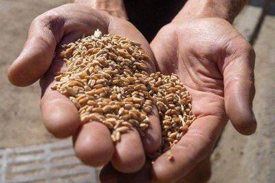 Правительство России утвердило ограничение ввоза семян с октября по конец 2023 года