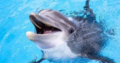 Косатки, уничтожающие лодки в океане, не единственные, кто учат друг друга: дельфины тоже в деле