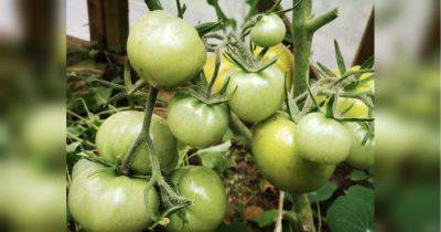 Обязательно дайте это томатам во время цветения: помидоров будет просто море (видео)