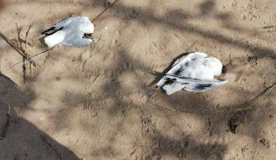 Из-за птичьего гриппа закрыт официальный пляж в Екабпилсе