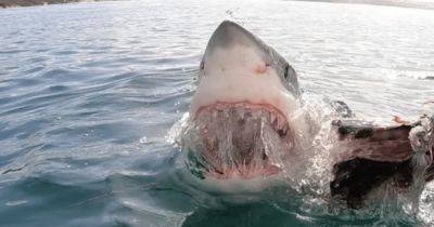 Гигантская белая акула набросилась на лодку дайверов ради наживки (фото, видео)