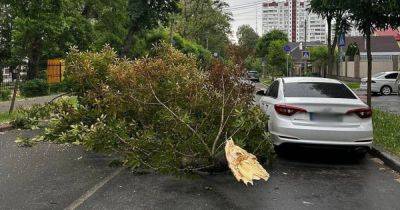 Поваленные деревья и обесточенные электрички: в Киеве пронесся мощный ураган (фото, видео)