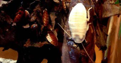 Бледные как смерть: тараканы-альбиносы гораздо более редкий феномен, чем считалось ранее (фото)