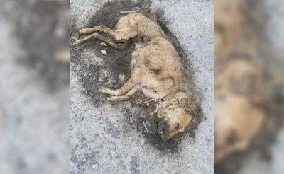 В Узбекистане произошло еще одно массовое убийство собак. Видео