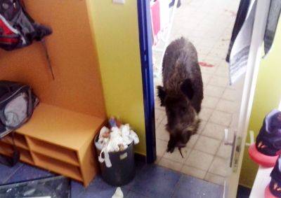 В Чехии кабан вломился в здание школы