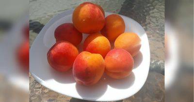 Домашний абрикосовый лимонад: яркий и вкусный
