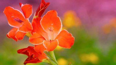 Гладиолусы вас отблагодарят пышными цветами: вот как их нужно поливать