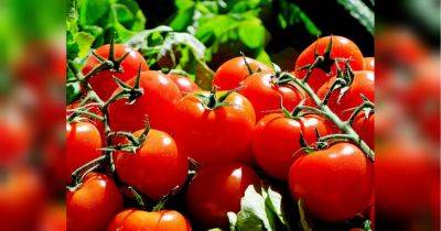 Семь «золотых» правил выращивания томатов, благодаря которым будете собирать по 5 кг плодов с куста