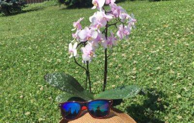 Орхидея удивит вас летом своим пышным цветением: что нужно сделать. Важные советы