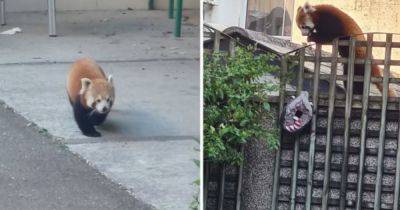 Красная панда сбежала из зоопарка ради овощного магазина (фото)