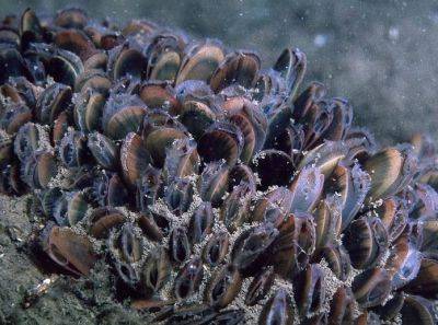 JHM: Испражнения мидий Mytilus edulis помогут в борьбе с микропластиком в океане