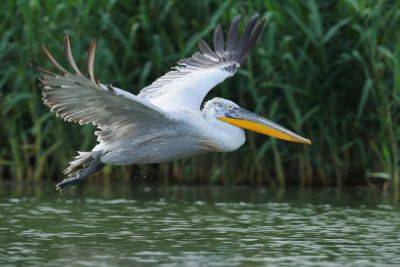 В Одесскую область прилетел пеликан со специальным устройством | Новости Одессы