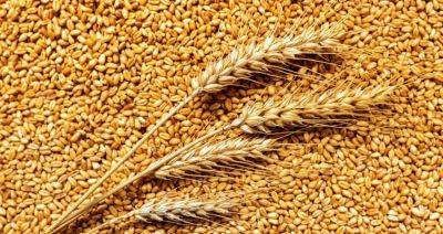 Еврокомиссия продлила до середины сентября запрет импорта зерна с Украины