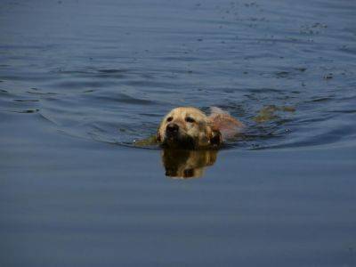 В МВД показали, как в Херсонской области полицейский спасает из воды собаку и призвали спустить животных с цепи при эвакуации