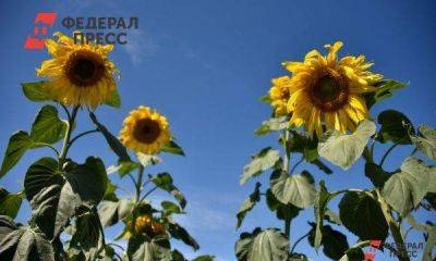 Эксперт о рисках для урожая-2023 в Тюменской области из-за аномальной жары: «Ситуация напряженная»