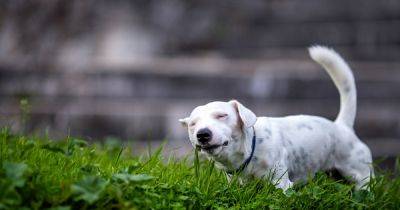 Почему собаки едят траву, и опасно ли это: ответы экспертов